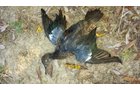 Lake County, Indiana wildlife caught - LAND AUCTION - 147+/- ACRES OFFERED IN 3 TRACTS IN LAKE COUNTY, INDIANA